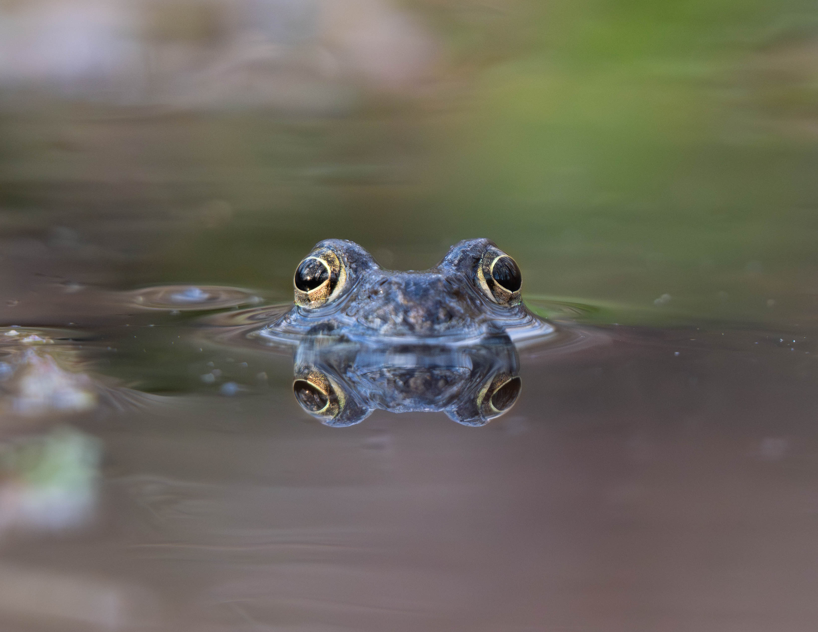 Frosch